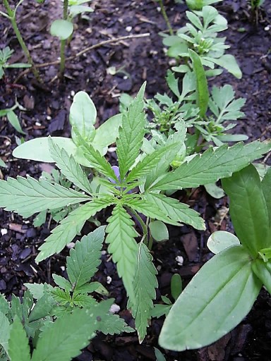 Lovely - paranoid me has several types of cover plants: marigold, sunflower, morning glory and climbing ivy.