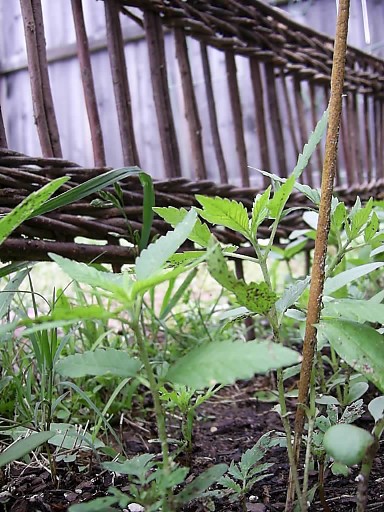 Approximately 3 weeks from planting; notice the incense stick used as a stake.
