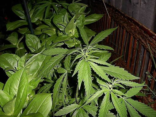 They're not really babies any more... nice leaf spread!
