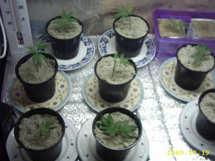 little clones for me and my mates so we never run dry