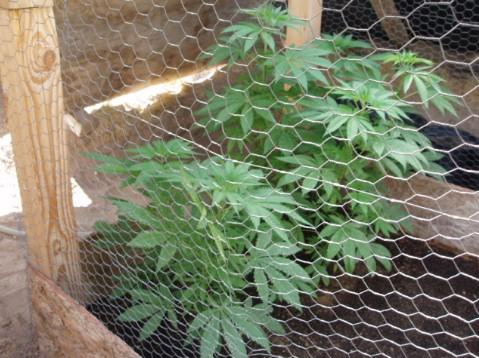 These are the six big ones.I had to put chicken wire around the box because rabbits and mice kept eating the plants.All together they have already ate 14 plants so I don't want to take a chance with the rest of them.