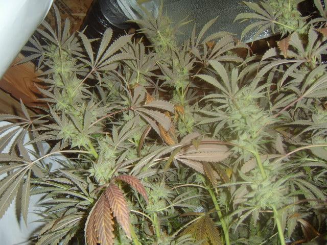 day 82 flower