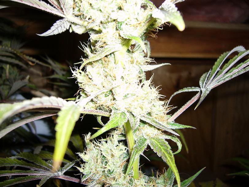 day 82 flower