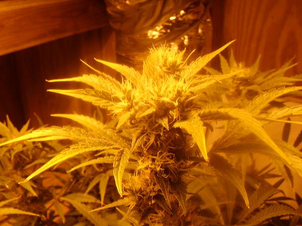 day 57 flower