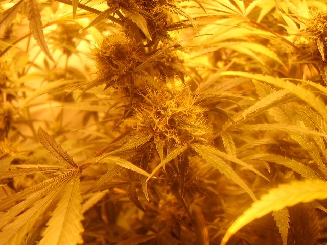 day 57 flower