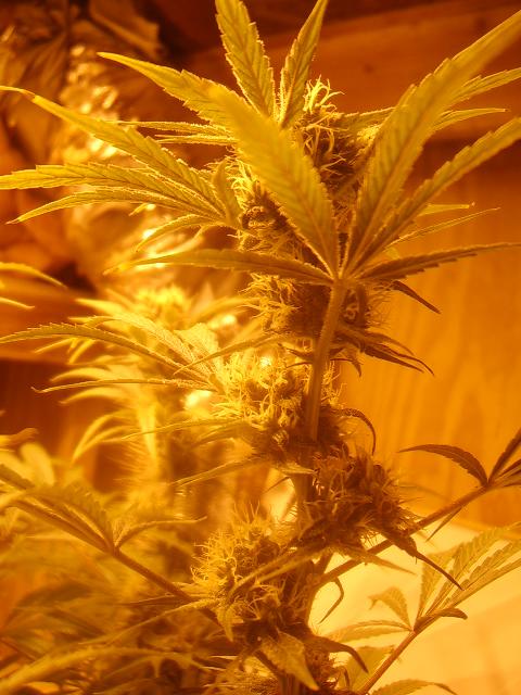 day 57 flower