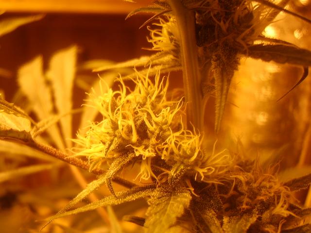 day 57 flower