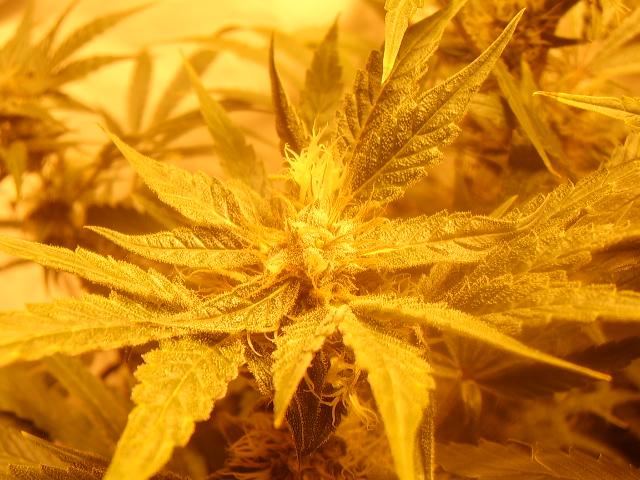 day 57 flower