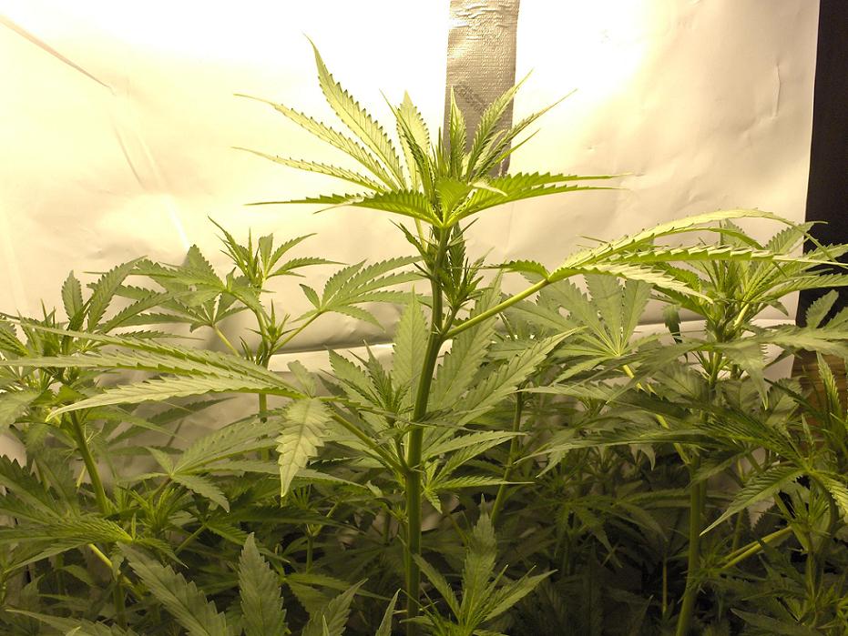 day 7 flower