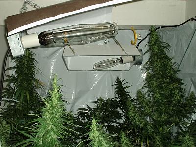 please vote for my garden to tell me whatcha think. those lights there i built out of grow bust that happen down the street found pieces to put something together no money down just 60 bucks canadian for the kc33 seeds not bad trees eh?