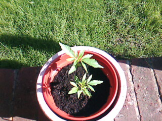 pic 1 my new babies