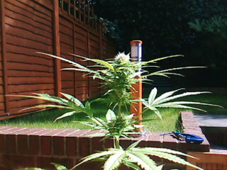 BUD IS IN THE AIR