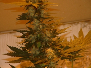 Buds underneath big cola