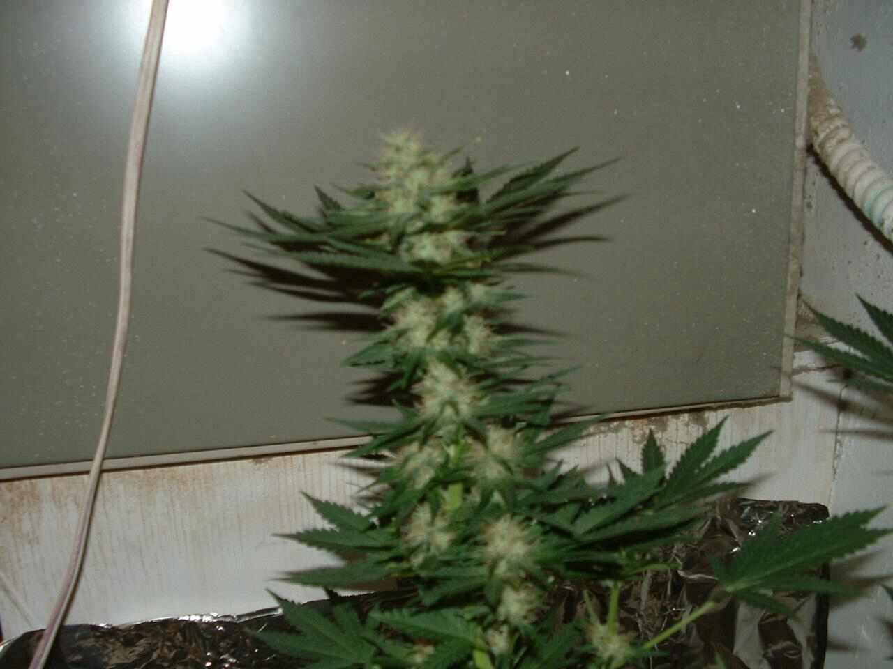 Biggest Branch at 51 days Flowering