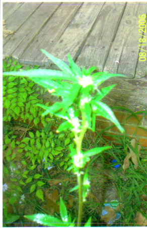 this 1 is unknown my homeboy gave the seed to me it mom and all its sisters look just like it if u have any ideas let me know 