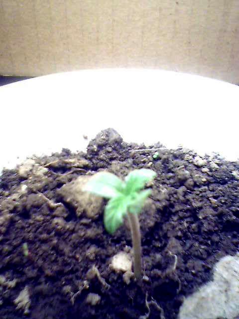 day 1 of my grow 