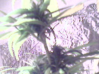 This is a new picture of the Chronic Buds if you look very closely you'll see that there are 3 buds insted of 2