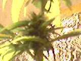 This is another one of them in about the middle of the plant...Betafule isnt it :D