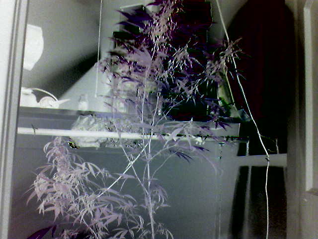 This is also a O-Negative picture of the Unknown Big Bud if you want to leave a comment im me at pimp_master420692001@yahoo.com