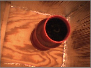 germinated seed and just planted in soil 6-30-03