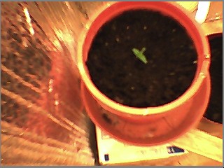 about to cut off first set of leafs
