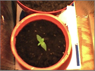 she's(hopefully)starting to grow a lil