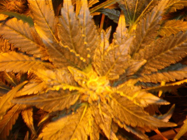 closeup of a 6 week old Jack Frost bud