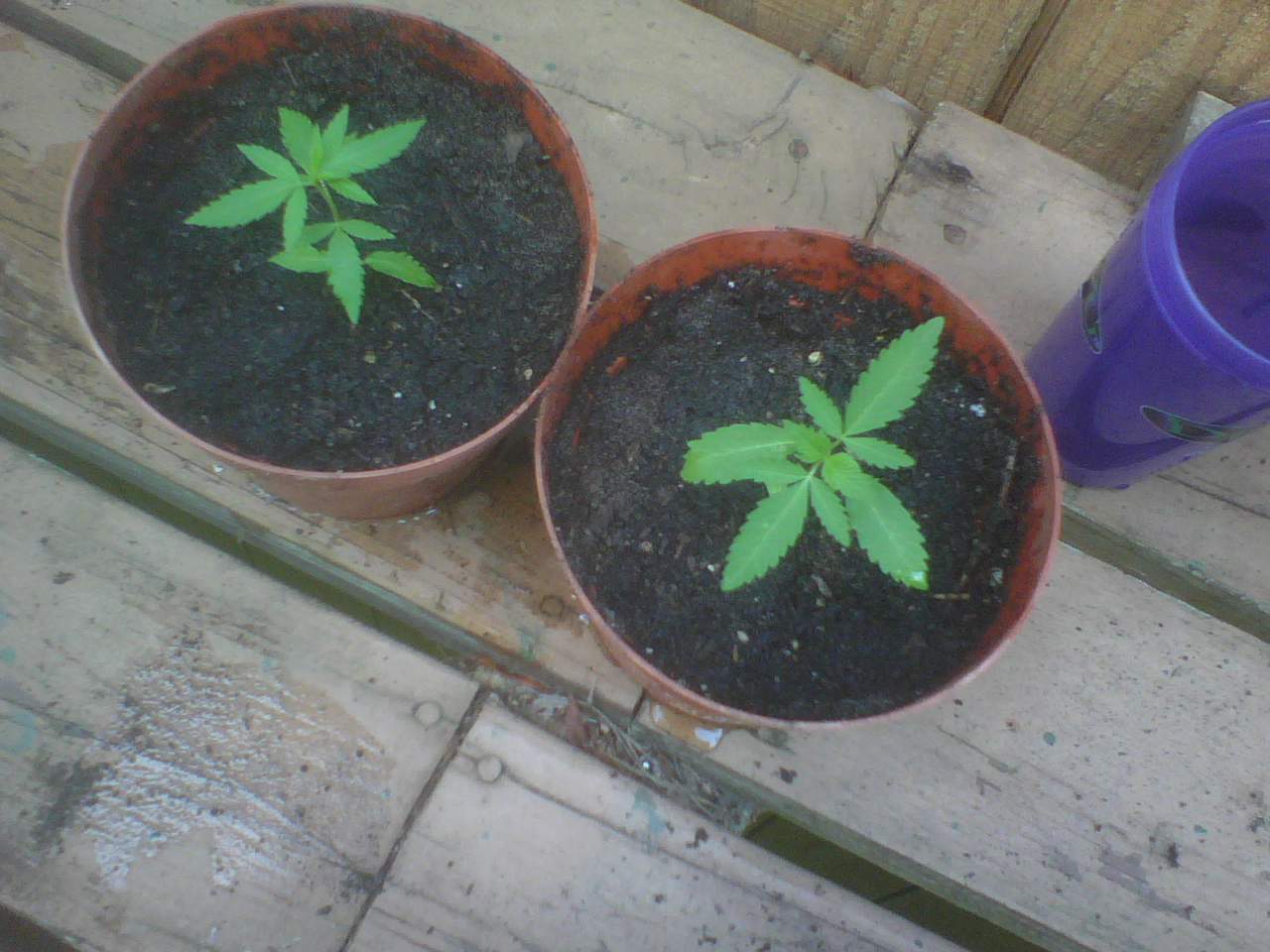 Transplanted