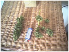 heres the whole harvest from my one plant.  not including the little bit i cut off to smoke early.