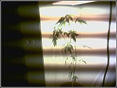 this is couple days after i induced flowering.  she is droopy cause i didnt water yet.  i think she\he is a hermie.  damnit.