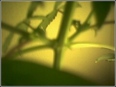 u can sort of see them right at the nodes.  it is right where the main stem meets the branch.