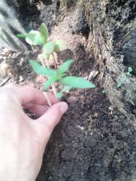 this is one of the 5 plants. I put the seed directly in the ground point end up and its about 4 inches here.