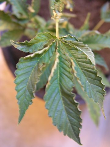 another shot of a damaged leaf