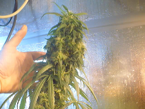 Here are some pic's I shot today. 
The first few pic's are King Bud.
The last two are the next crop of 4 plants.
Don't have a very good cam. but you get the idea.
Thanks for looking.