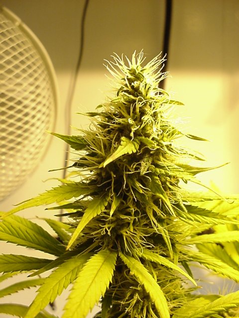 This is a cola pic of our larger plant at 32 days 12/12.