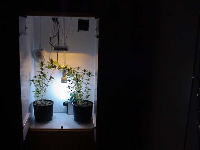 This is the 3'x2'x5' growbox.  Seems to be working out great.