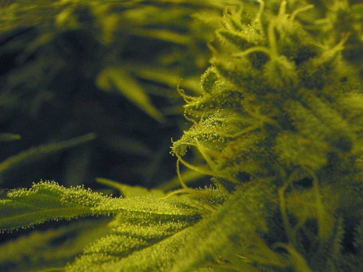 Very close up shot of the trichomes developing. I know the plant looks like it has allot but this picture proves it