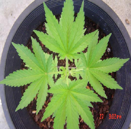 This is the top view of the plant at 27 days old. 