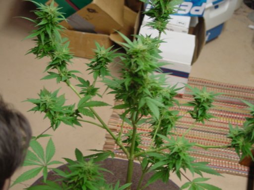 It seems to be a decent shot of the full plant, I'm not sure of the harvest point.