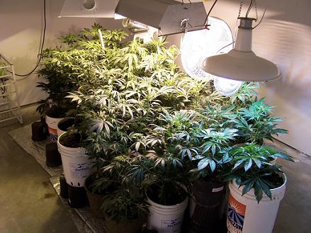 Lights from left to right: 600w hps, 1000w hps, 400w mh. The strain is a bag strain but i got better ones in the veg. room