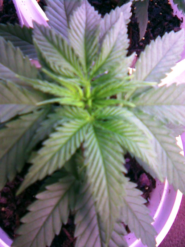 only 5 flourecent lights at 650watts. i will get a 100 watt HPS when i get to the flowering. and still run the fluerecents, these cost me 75cents a day. not really purple it was from the picture auto correct.