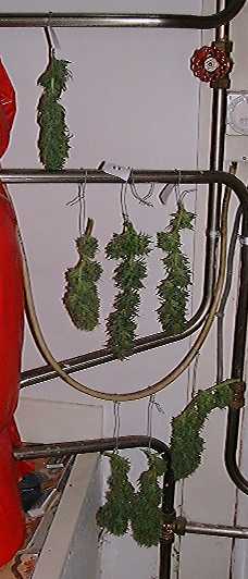 these are the first buds harvested - the rest will be ready in about 3 days time - what do you think?