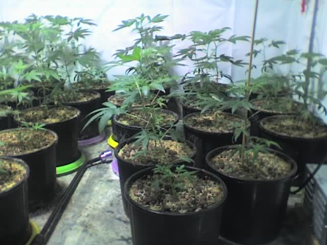 small room 40 veg on day 14