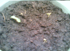 Now the other 2 plants have started there leaves emerging.