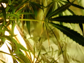 gotta love the leaves