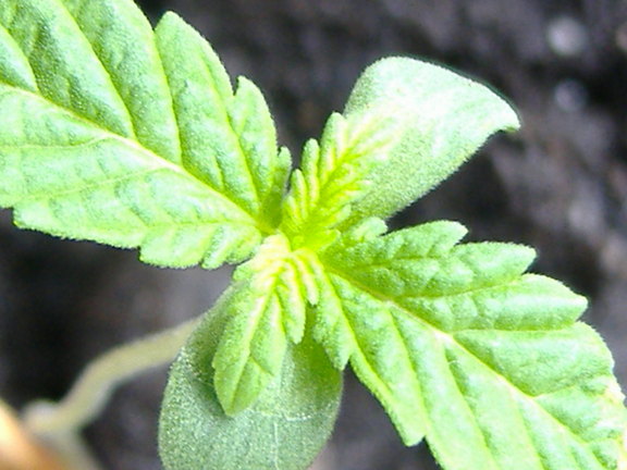 8 days young