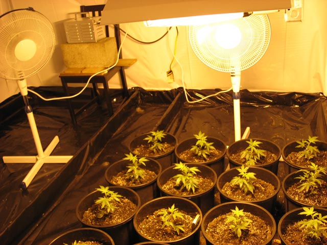 here u can see the fans.  see?  one is blowing straight just under the light.  the other, on the left, is oscillating around on a low setting, keepin those stems strong. 