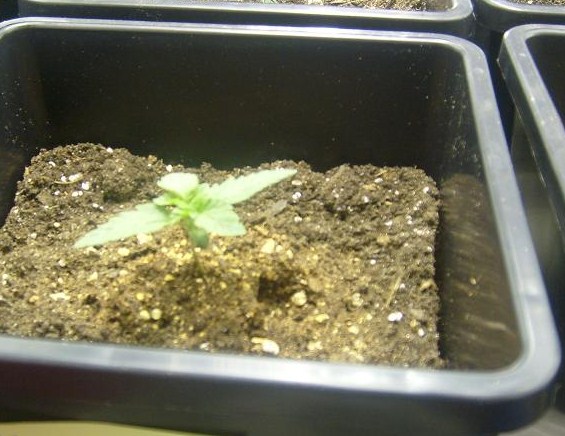 rhino 14 days