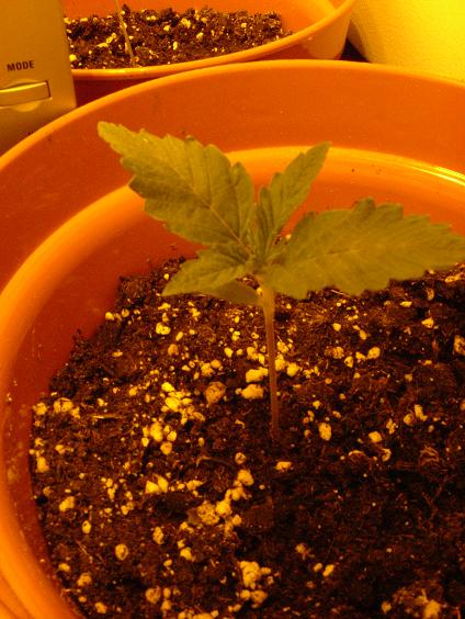 I think the ends of the leaves seem to be curling. Maybe im over watering? Im gonna let the soil get quite dry and then give them 215ml a time rather then 250