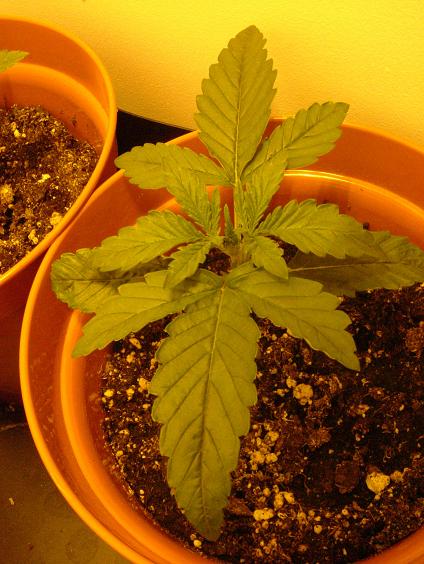 I hope this looks healthy, it does to me. Im pretty impressed with them.